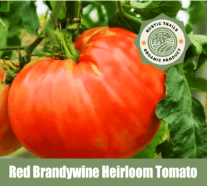 Red Brandywine Heirloom Tomatoes